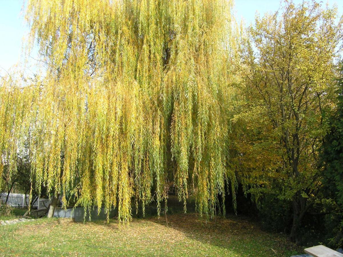 Forest Art Villa Zagreb Sveta Nedjelja  المظهر الخارجي الصورة